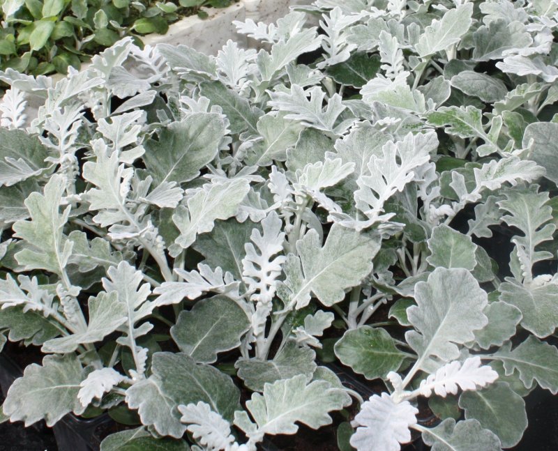 Цинерария Приморская cineraria maritima