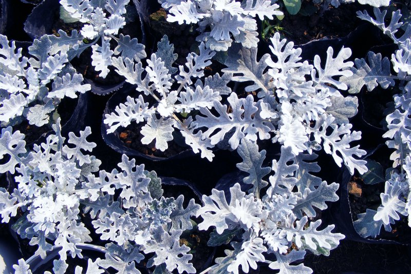 Цинерария Приморская cineraria maritima