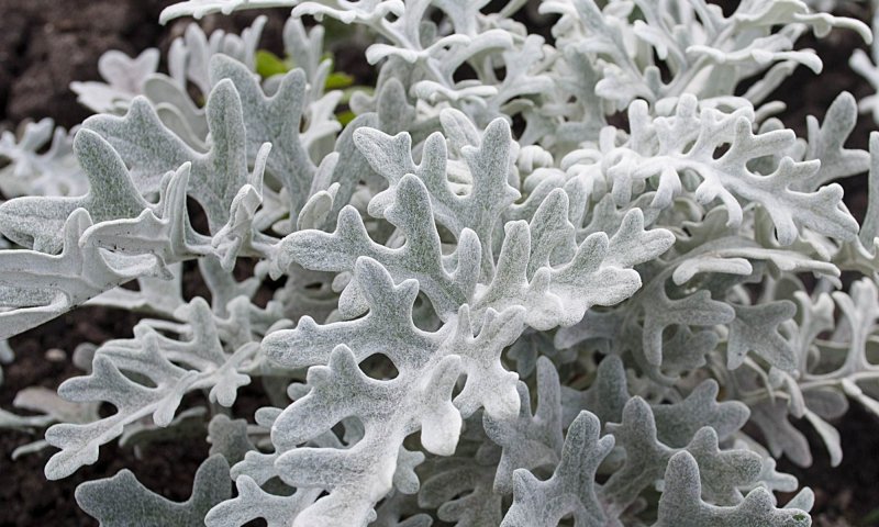 Цинерария Приморская cineraria maritima