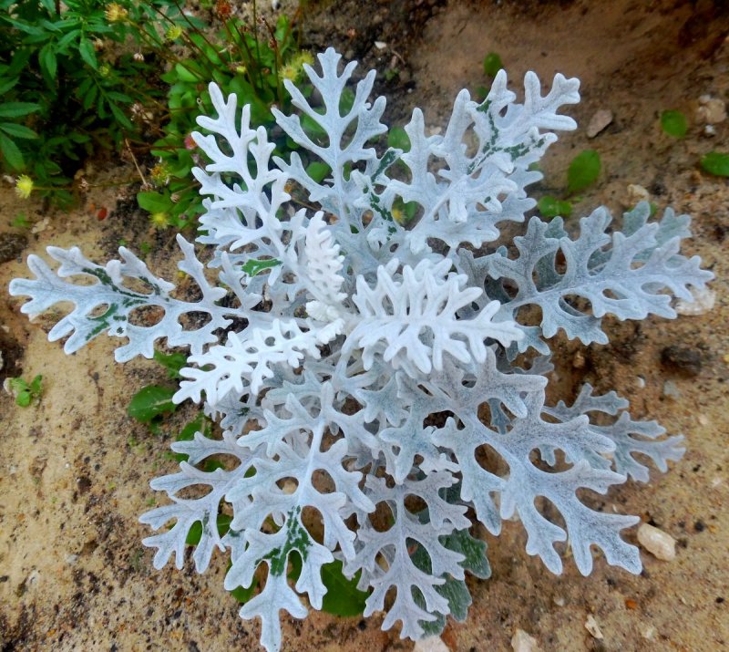 Silver foliage