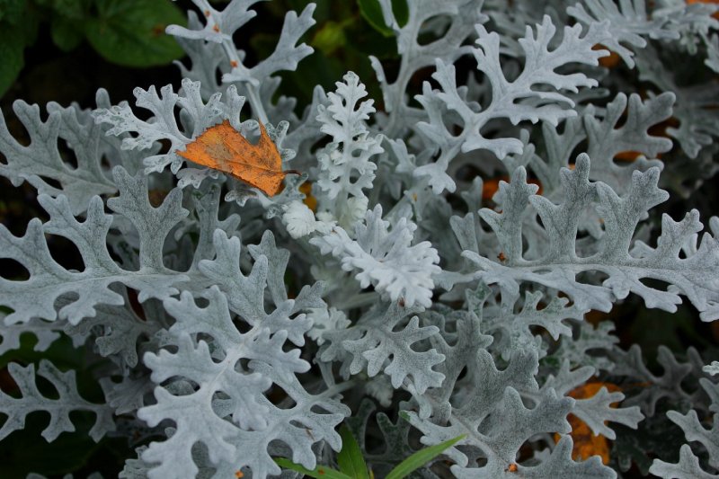 Senecio cineraria
