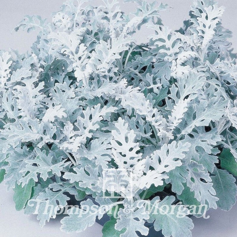 Цинерария Приморская сильвердаст