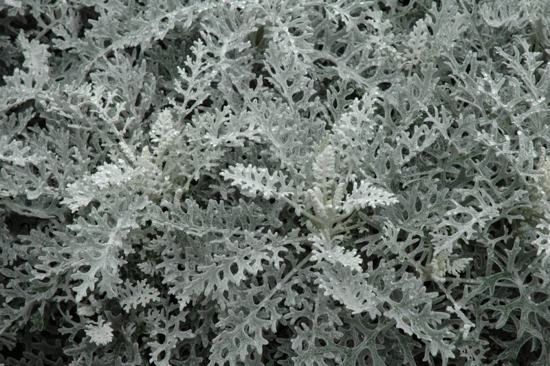 Цинерария Приморская cineraria maritima