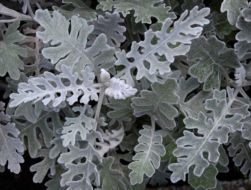Цинерария Приморская (Senecio cineraria)