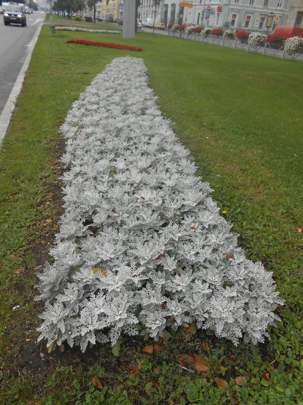 Цинерария (cineraria Senecio)