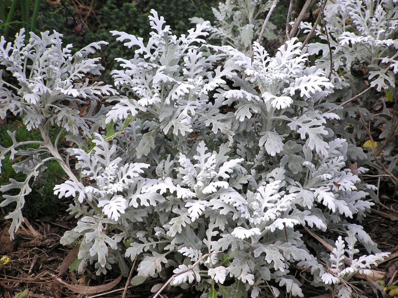 Цинерария Приморская (Senecio cineraria)