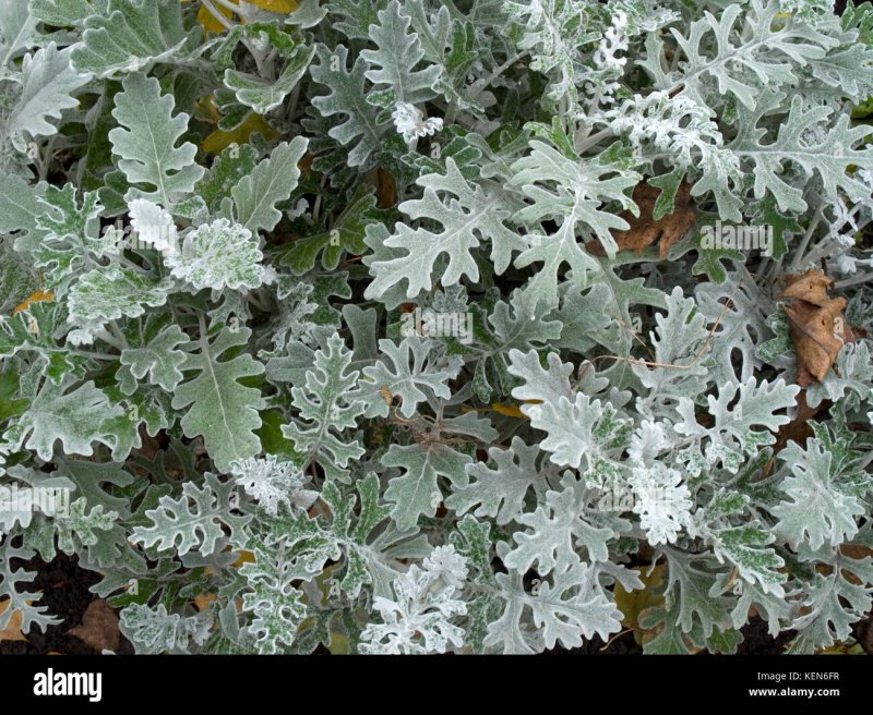 Cineraria maritima Silver Dust куст