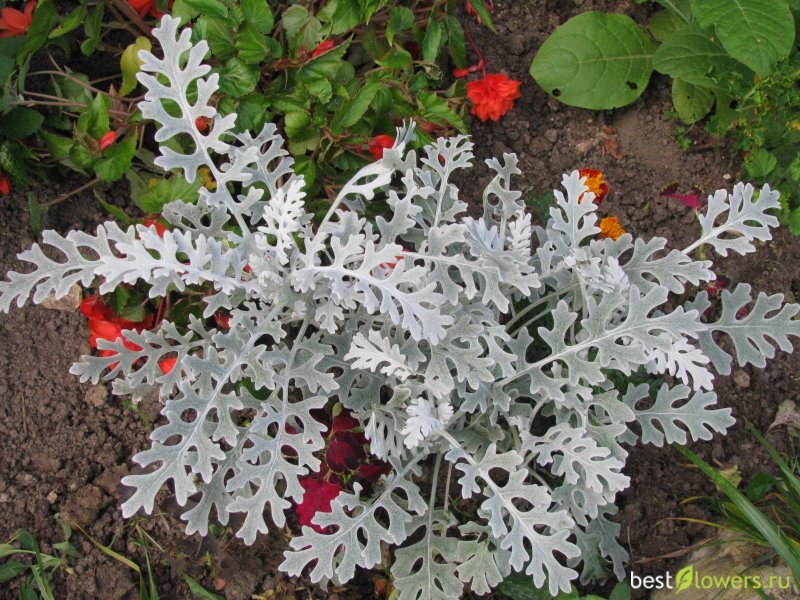 Цинерария Приморская (Senecio cineraria)