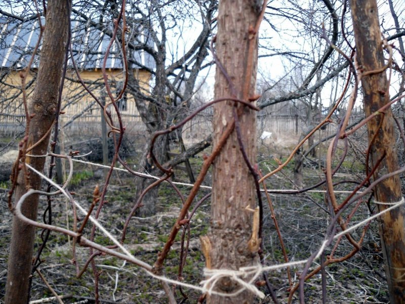 Жимолость каприфоль на шпалере