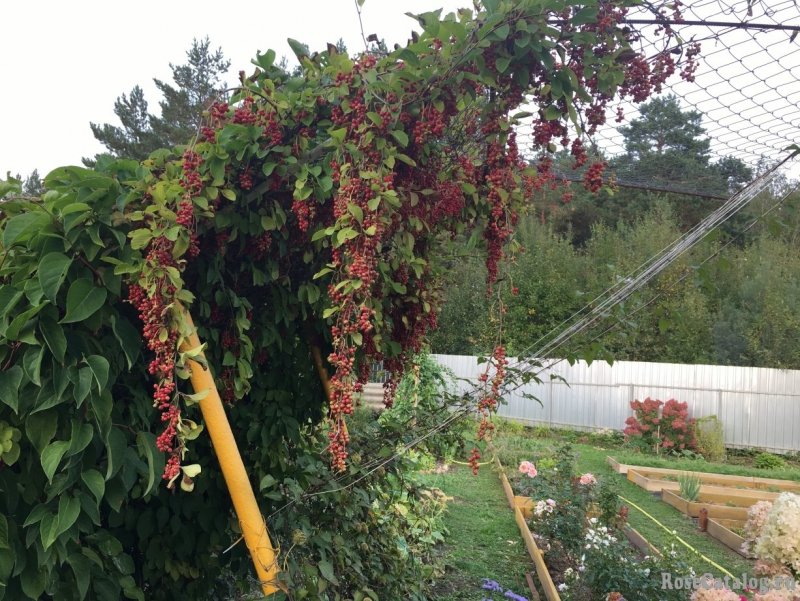 Schisandra chinensis лимонник китайский ландшафт