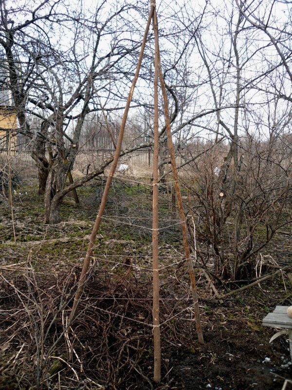 Арка Садовая с каприфоль