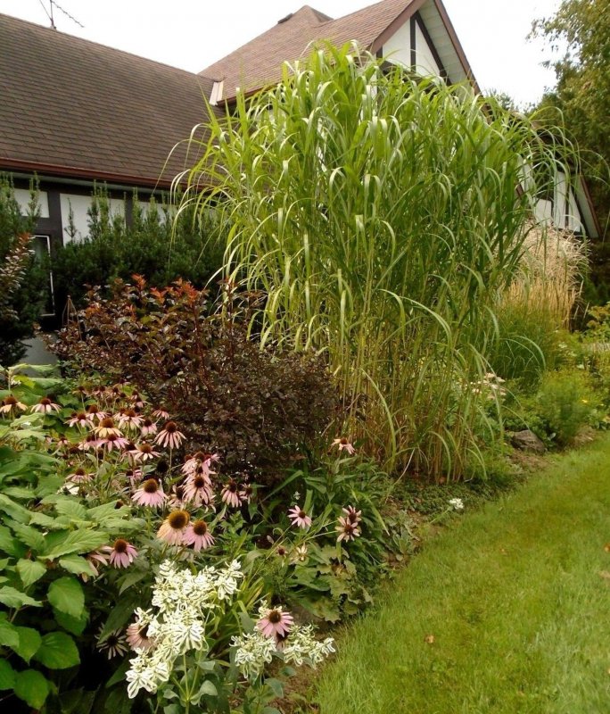 Miscanthus floridulus