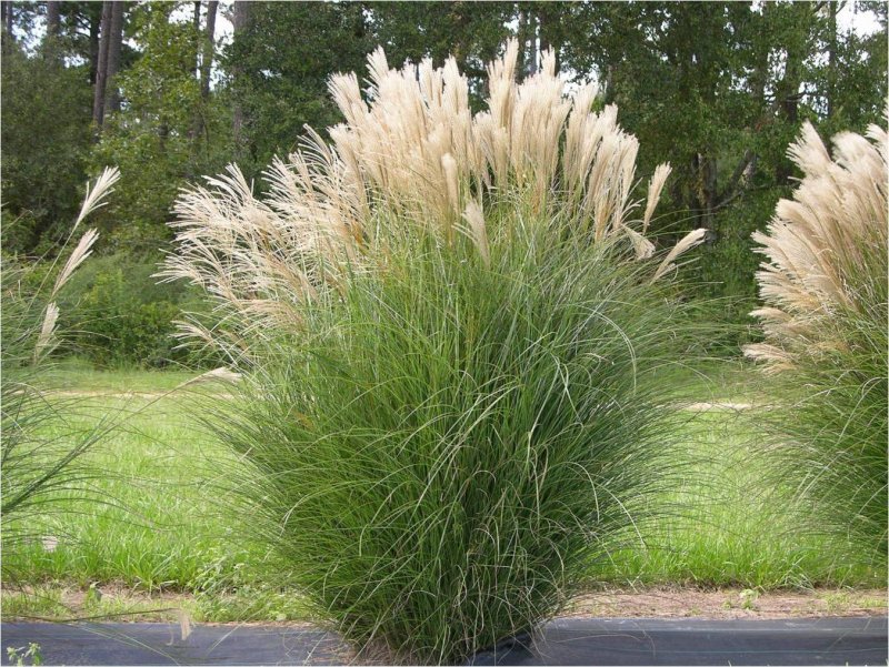 Мискантус китайский Gracillimus