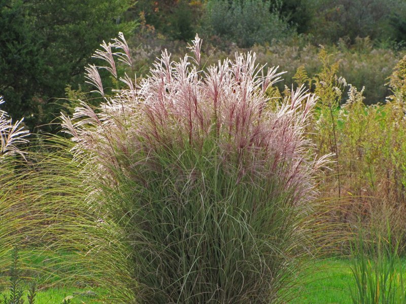 Miscanthus sinensis Flamingo