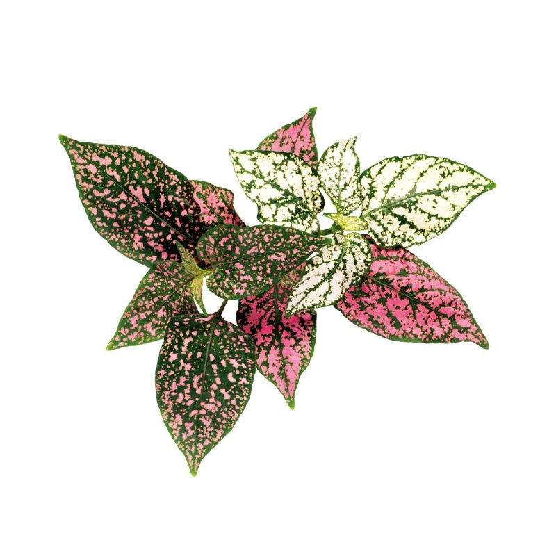 Hypoestes phyllostachya