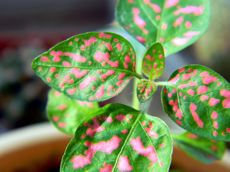 Гипоэстес листоколосниковый - Hypoestes phyllostachya