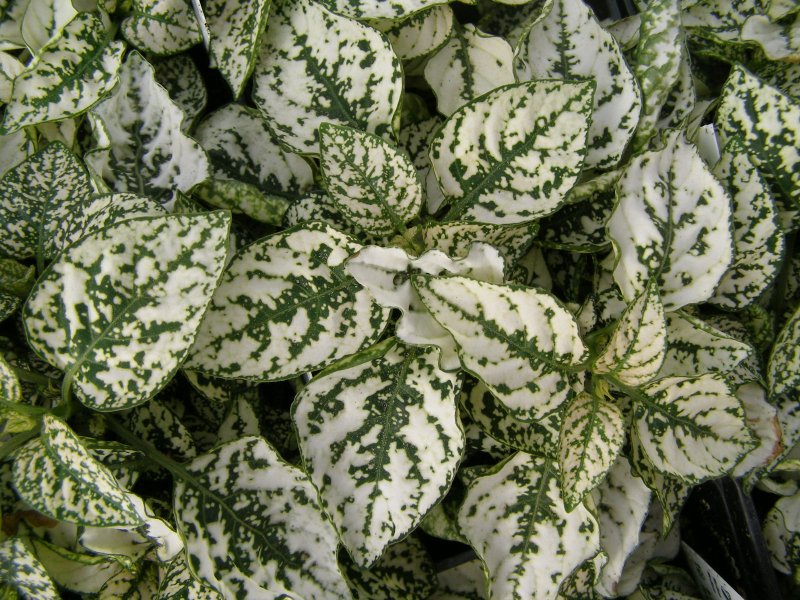 Hypoestes phyllostachya