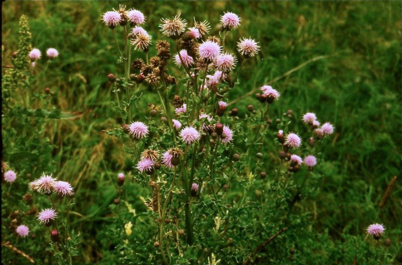 Бодяк щетинистый (Cirsium setosum)