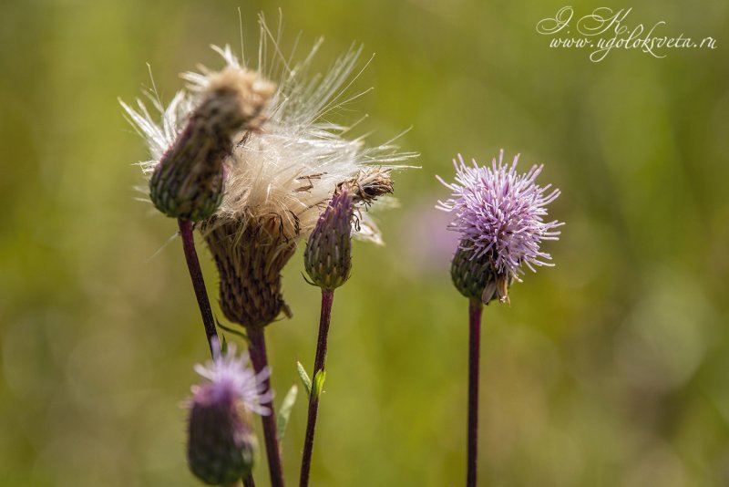 Бодяк щетинистый (Cirsium setosum м. в.)