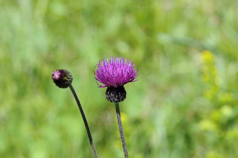 Бодяк полевой (Cirsium arvense)