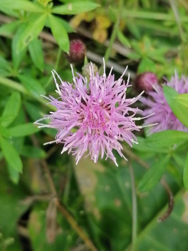 Бодяк полевой (Cirsium arvense)