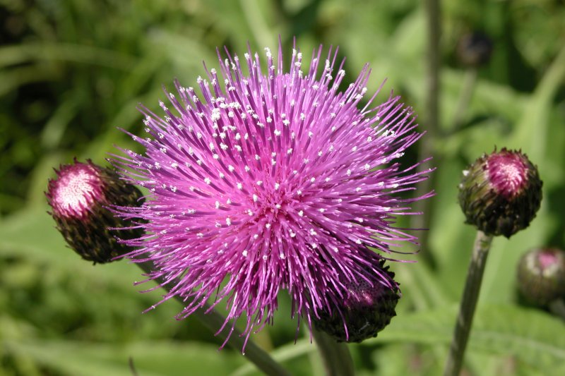 Бодяк обыкновенный (Cirsium vulgare)