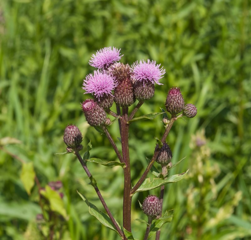 Бодяк щетинистый (Cirsium setosum м. в.)