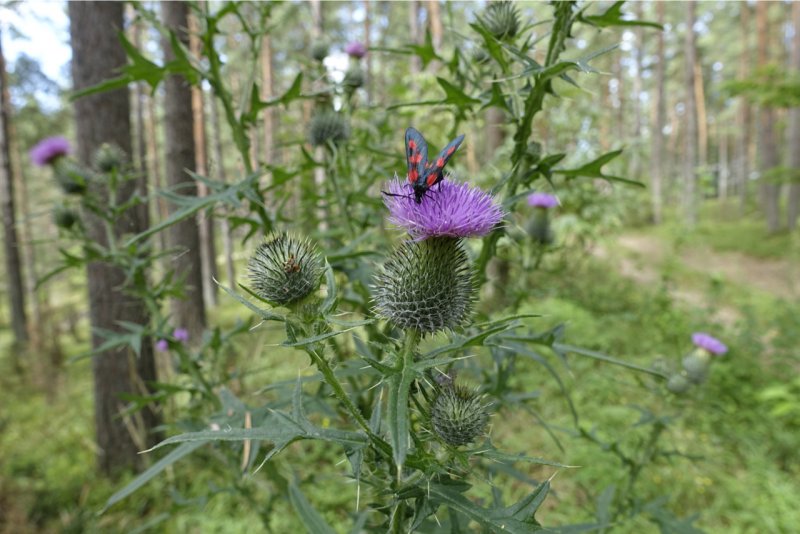 Бодяк обыкновенный (Cirsium vulgare)