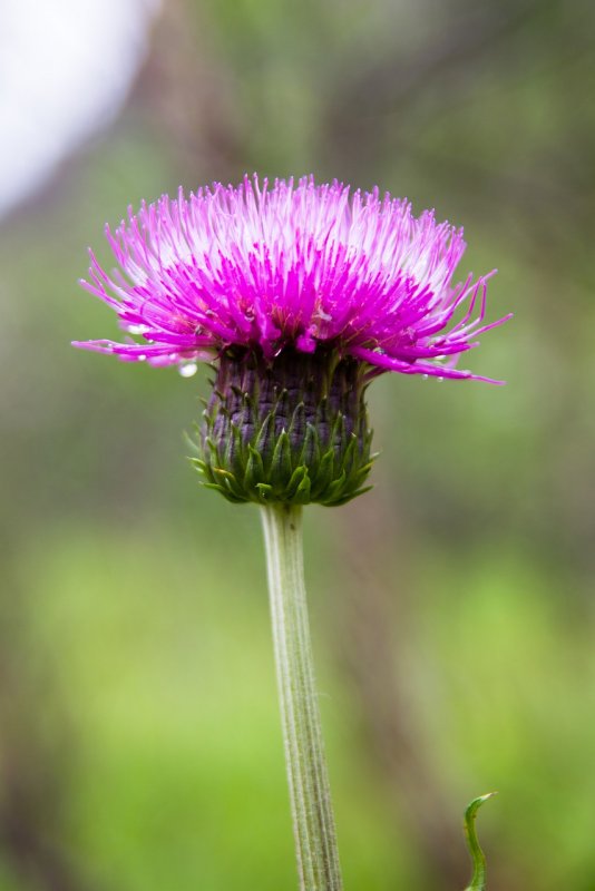 Бодяк (Cirsium esculentum