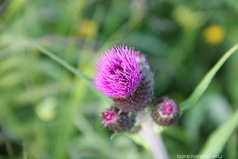 Бодяк обыкновенный (Cirsium vulgare)