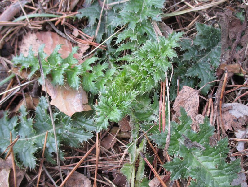 Бодяк обыкновенный (Cirsium vulgare)