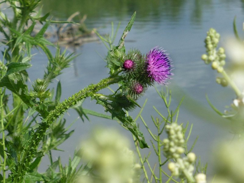 Бодяк щетинистый (Cirsium setosum)