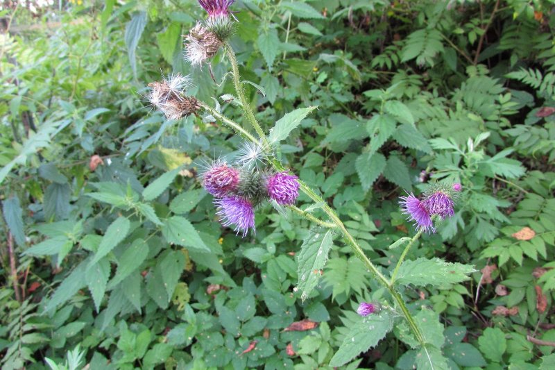 Растение Бодяк огородный (Cirsium oleraceum)