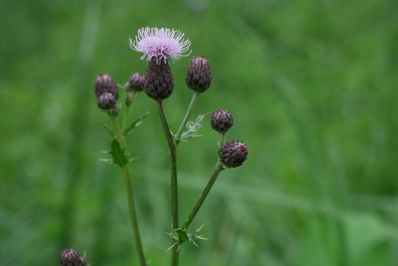 Бодяк полевой (Cirsium arvense)