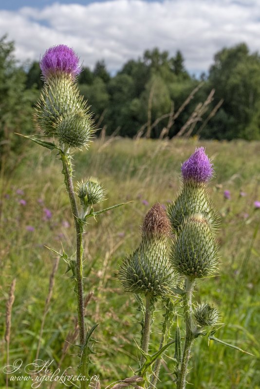 Бодяк огородный Cirsium oleraceum