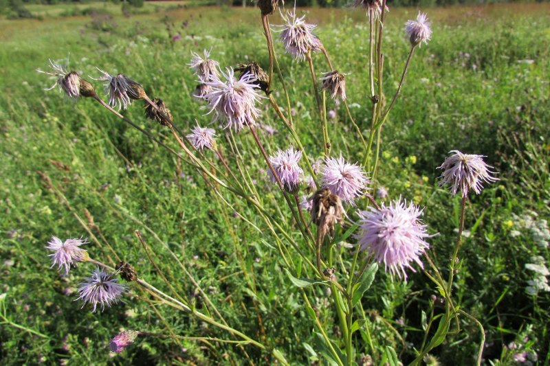 Бодяк разнолистный (Cirsium heterophyllum)