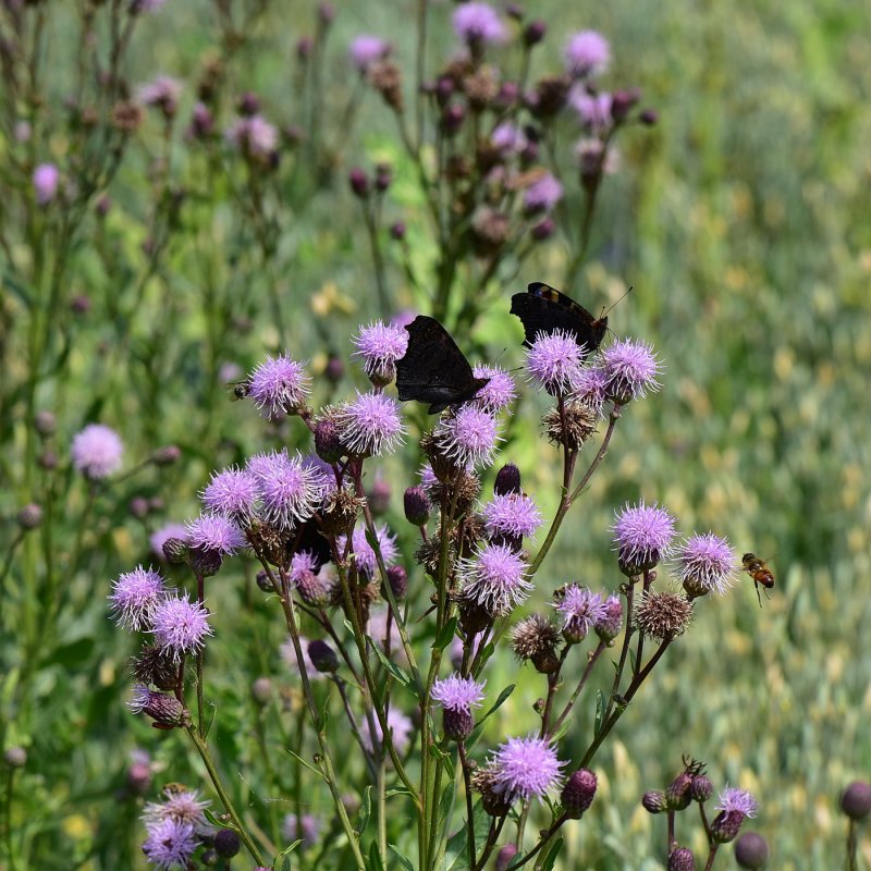 Бодяк щетинистый (Cirsium setosum)