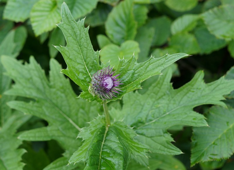 Бодяк щетинистый (Cirsium setosum)