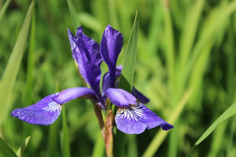 Ирис Сибирский Iris sibirica "contrast in Styles