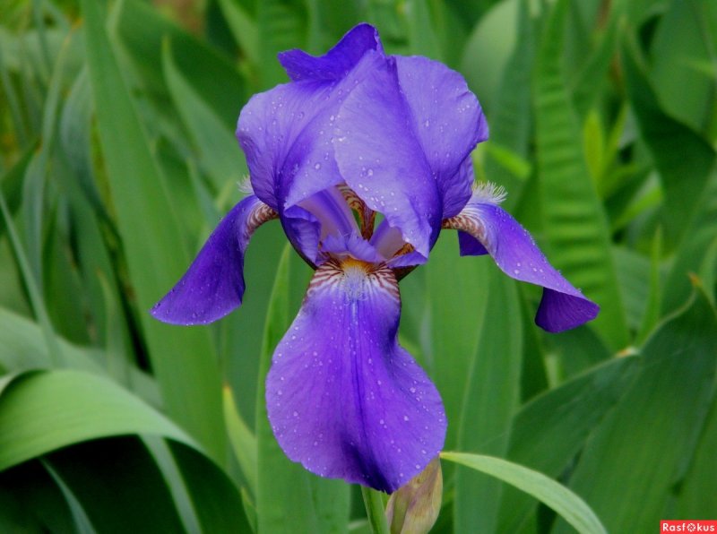Ирис Сибирский Tipped in Blue