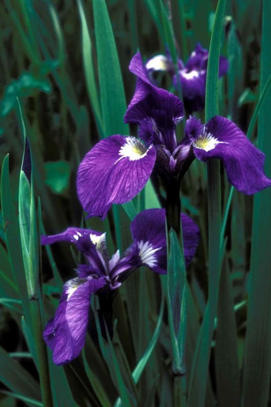 Ирис Сибирский Iris sibirica "contrast in Styles