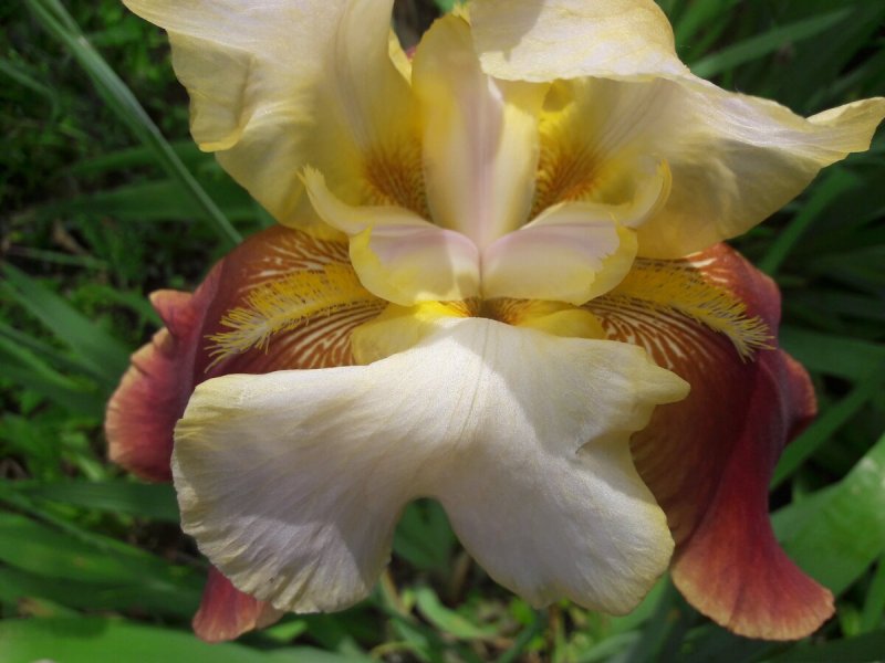 Iris ruthenica корень