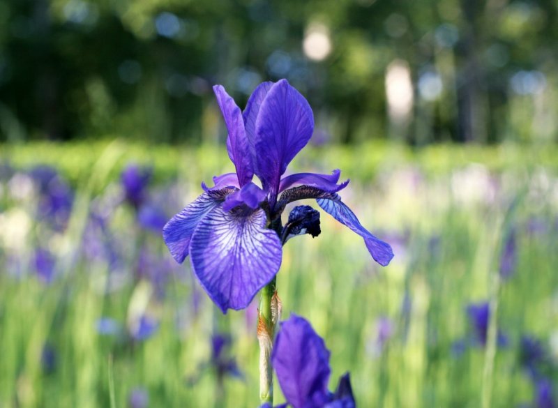 Iris humilis Georgi (1775) Ирис низкий