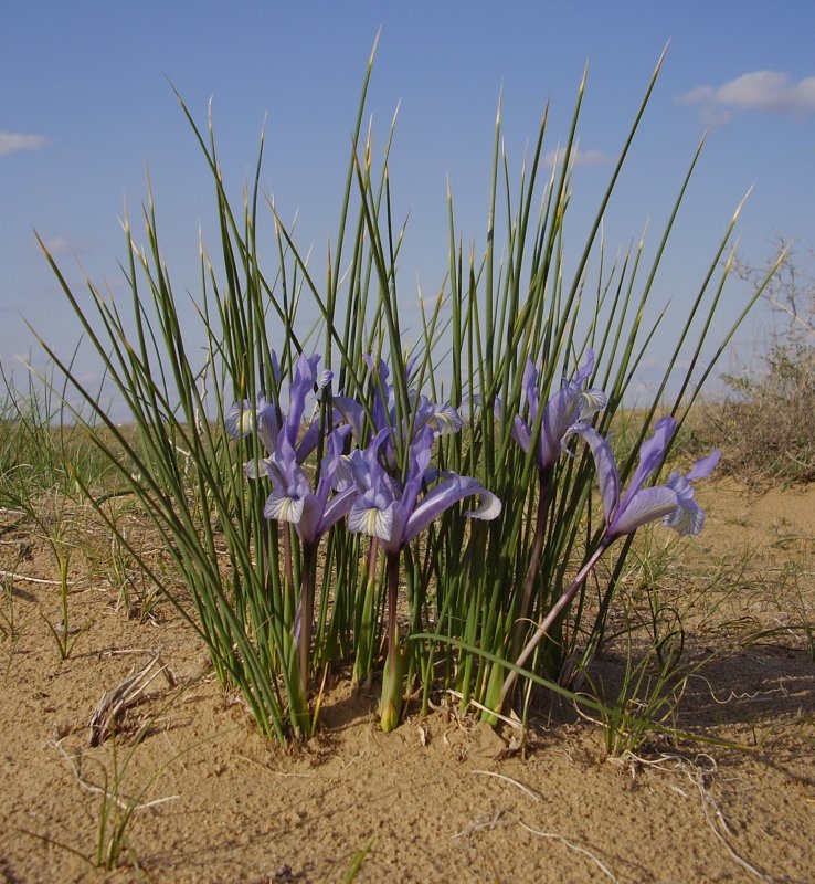 Iris ruthenica var. Brevituba