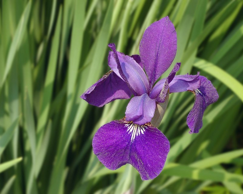 Iris sibirica Chartreuse Bounty