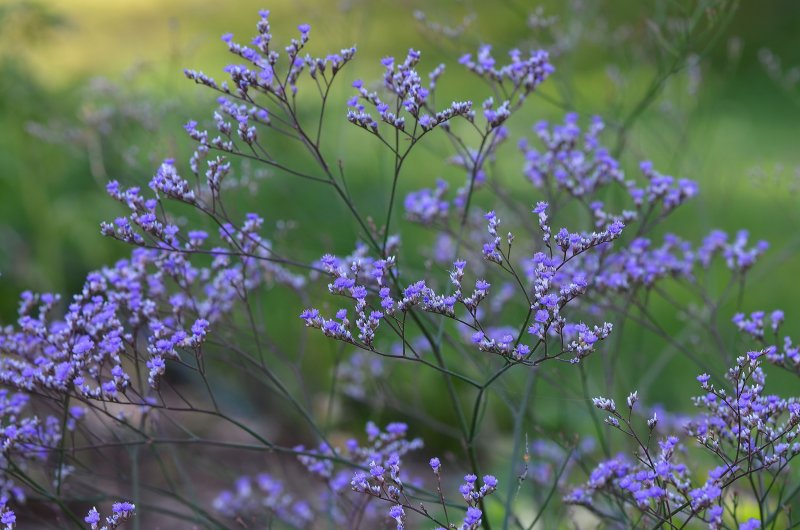 Кермек Limonium latifolium