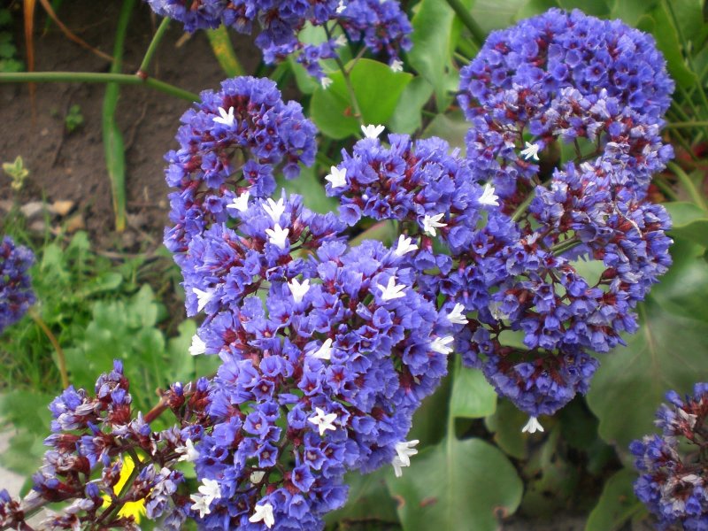 Кермек (Limonium)