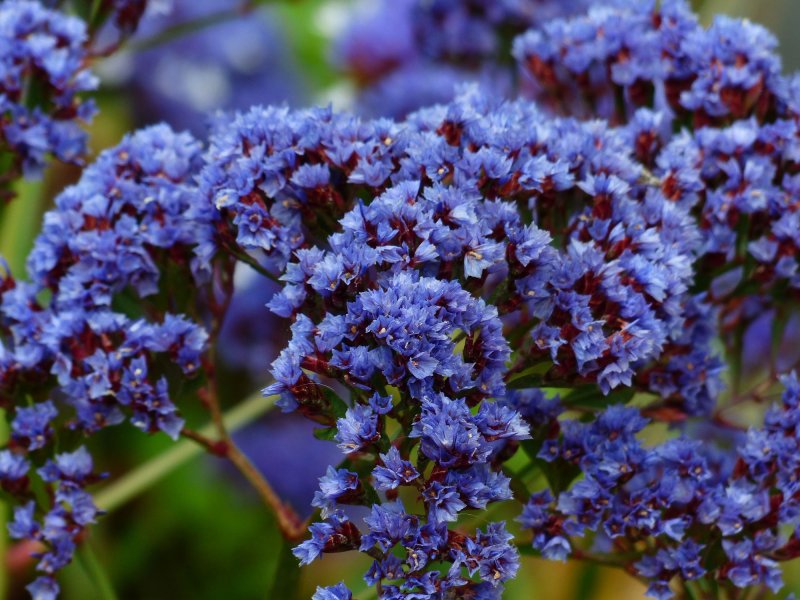 Кермек (Limonium)