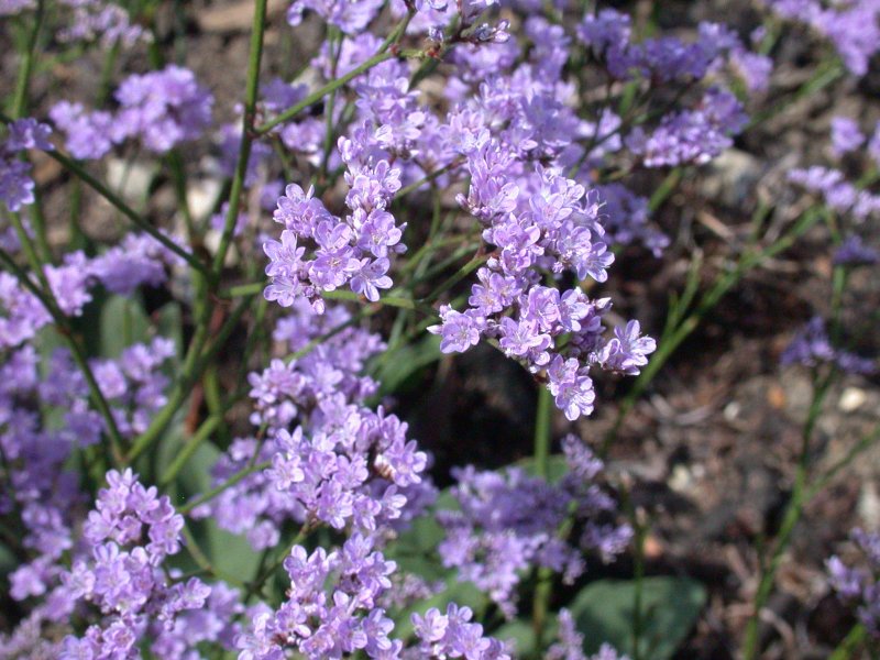 Кермек Гмелина (Limonium gmelinii