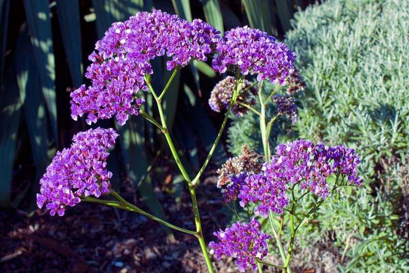 Кермек Гмелина (Limonium gmelinii